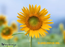 e-Kartka e Kartki z tagiem: Kartka kwiaty Słonecznych dni, kartki internetowe, pocztówki, pozdrowienia