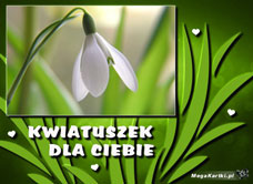 e-Kartka e Kartki z tagiem: Kartka kwiaty Biały kwiatuszek, kartki internetowe, pocztówki, pozdrowienia