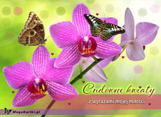 e-Kartka e Kartki z tagiem: Kwiaty Cudowne kwiaty, kartki internetowe, pocztówki, pozdrowienia