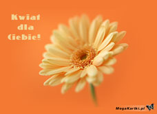 e-Kartka e Kartki z tagiem: Życzenia imieninowe Kwiat dla Ciebie, kartki internetowe, pocztówki, pozdrowienia