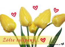 e-Kartka e Kartki z tagiem: Darmowe pocztówki Żółte tulipany, kartki internetowe, pocztówki, pozdrowienia
