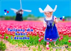 e-Kartka e Kartki z tagiem: Prezent Tulipany dla babci i dziadka, kartki internetowe, pocztówki, pozdrowienia