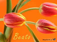 e-Kartka e Kartki z tagiem: Tulipany Dla Beaty, kartki internetowe, pocztówki, pozdrowienia