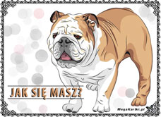 e-Kartka e Kartki z tagiem: Pies Jak się masz?, kartki internetowe, pocztówki, pozdrowienia