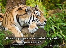 eKartki Zwierzęta Tygrys, 