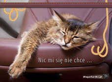 e-Kartka e Kartki z tagiem: Kartka z kotem Nic mi się nie chce, kartki internetowe, pocztówki, pozdrowienia