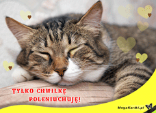 e-Kartka e Kartki z tagiem: e-Kartka z kotem Leniuch, kartki internetowe, pocztówki, pozdrowienia