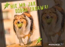 e-Kartka e Kartki z tagiem: e-Kartki z psem Dobra zabawa, kartki internetowe, pocztówki, pozdrowienia