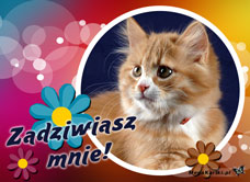 e-Kartka e Kartki z tagiem: e-Kartka z kotem Zadziwiasz mnie, kartki internetowe, pocztówki, pozdrowienia