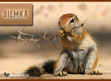 e-Kartka e Kartki z tagiem: Darmowe e Pocztówki ze zwierzętami Siemka, kartki internetowe, pocztówki, pozdrowienia