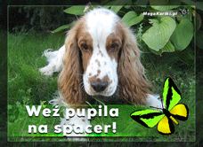 e-Kartka e Kartki z tagiem: Kartki zwierzęta Weź pupila na spacer, kartki internetowe, pocztówki, pozdrowienia