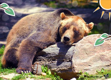 e-Kartka Darmowe e Kartki Zwierzęta Niedźwiadek, kartki internetowe, pocztówki, pozdrowienia