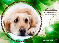 e-Kartka e Kartki z tagiem: Pies Wierność i przebaczenie, kartki internetowe, pocztówki, pozdrowienia