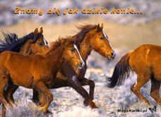 e-Kartka e Kartki z tagiem: Darmowe pocztówki Znamy się jak dzikie konie..., kartki internetowe, pocztówki, pozdrowienia