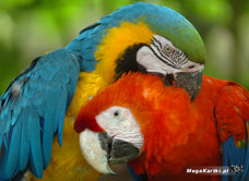 eKartki Zwierzęta Papużki nierozłączki, 