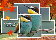 e-Kartka e Kartki z tagiem: Kartki śmieszne Międzynarodowy Dzień Ptaków, kartki internetowe, pocztówki, pozdrowienia
