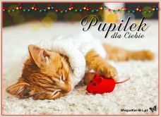e-Kartka e Kartki z tagiem: e-Kartka z kotem Pupilek dla Ciebie, kartki internetowe, pocztówki, pozdrowienia