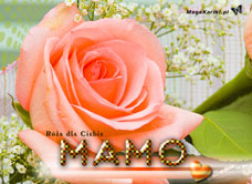e-Kartka e Kartki z tagiem: Dla Mamy Róża dla Mamy, kartki internetowe, pocztówki, pozdrowienia