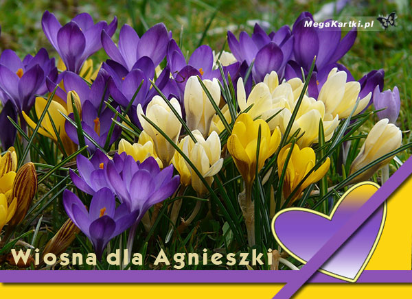 Wiosna dla Agnieszki
