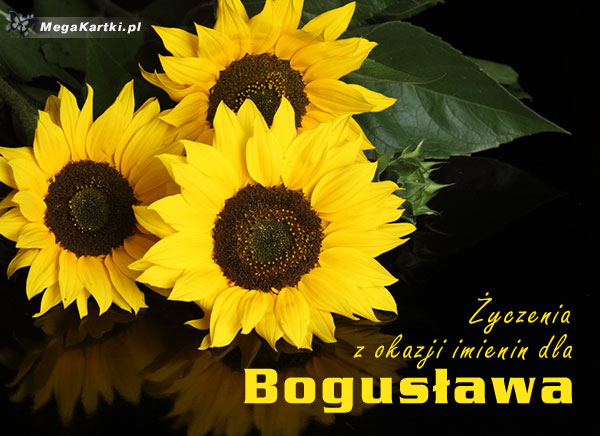 W dniu imienin Bogusława