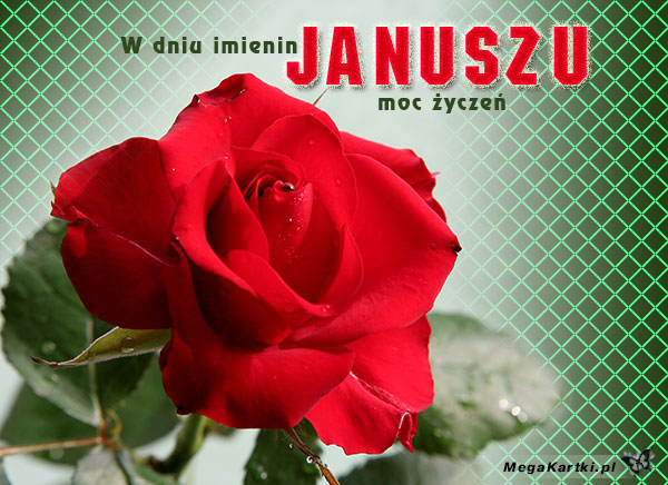 Róża dla Janusza