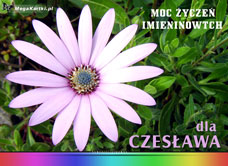 e-Kartka e Kartki z tagiem: e-Kartki imieninowe Życzenia dla Czesława, kartki internetowe, pocztówki, pozdrowienia