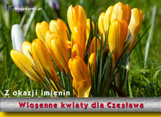 e-Kartka e Kartki z tagiem: Solenizant Kwiaty dla Czesława, kartki internetowe, pocztówki, pozdrowienia