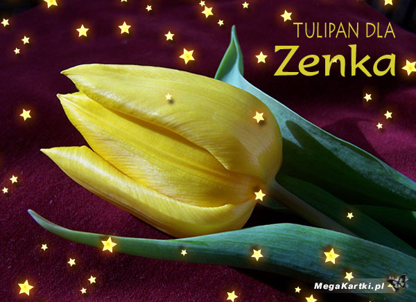 Tulipan dla Zenka