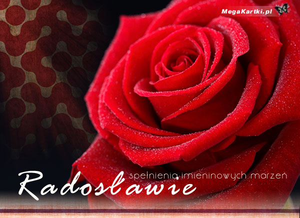 Róża dla Radosława