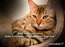 e-Kartka e Kartki z tagiem: e Kartki z kotem Bóg stworzył kota, kartki internetowe, pocztówki, pozdrowienia