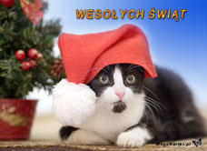 e-Kartka e Kartki z tagiem: Święty Mikołaj Świąteczny kotek, kartki internetowe, pocztówki, pozdrowienia